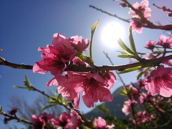 Close-up of pink bougainvillea blooming on tree against sky