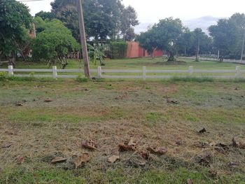 Scenic view of grassy field against sky