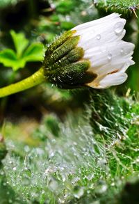 Close-up of flower