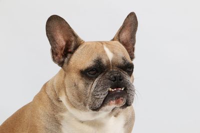 Close-up of a dog over white background