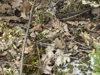 High angle view of lizard on ground