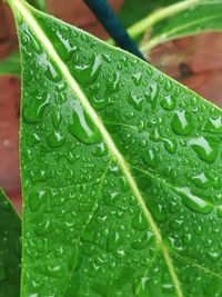 Macro shot of water drops on leaf