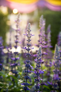 Close-up of purple flowering plant