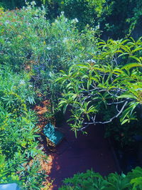 High angle view of plants growing in garden