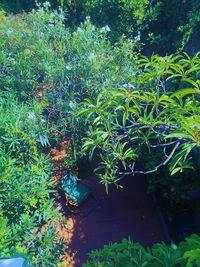 High angle view of plants growing in garden