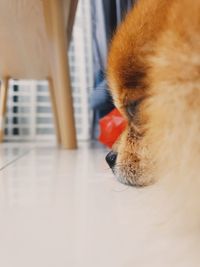 Close-up of a dog at home