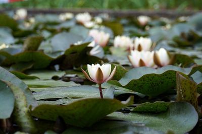 Close-up of lotus water lily