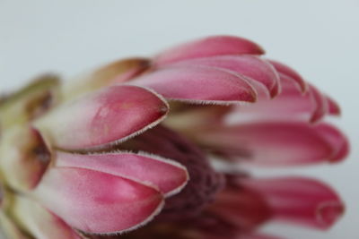 Close-up of pink flower