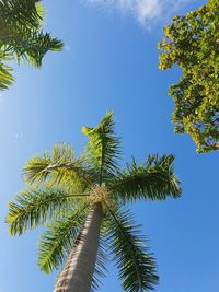 Low angle view of palm tree against blue sky