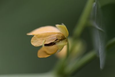 Close-up of plant against blurred background