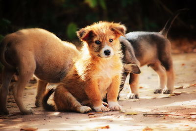 Portrait of two dogs