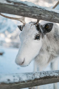 Close-up of a horse