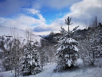 Trees on snow covered field against sky