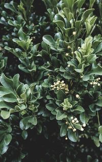 High angle view of plants