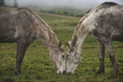 Horse grazing on grassy field