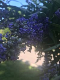 Close-up of purple flowering plants