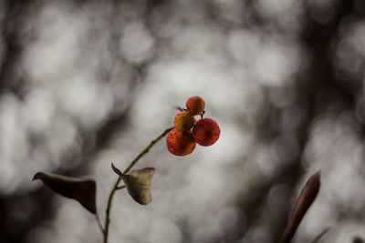 Close-up of red berries growing on plant