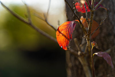 Close-up of orange leaves on plant during autumn