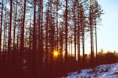 Trees in forest during winter