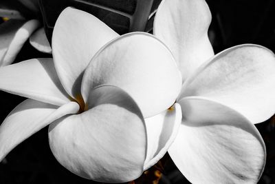 Close-up of flower blooming outdoors