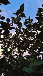 Low angle view of flower tree against sky