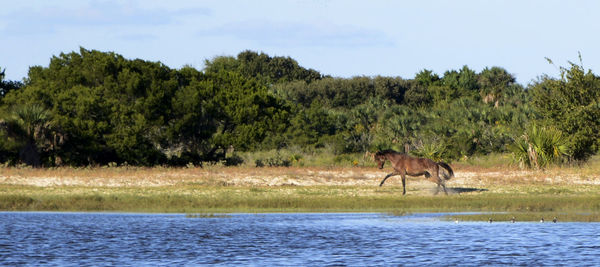 Horse on shore