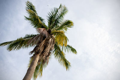 Low angle view of coconut palm tree against sky