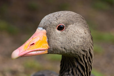 Close-up of a bird