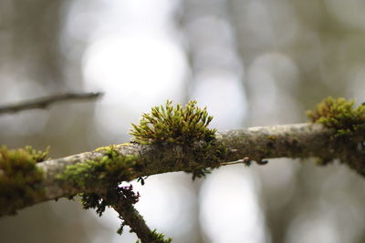 Close-up of moss growing on branch