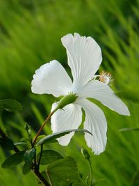 Close-up of white flowers blooming outdoors