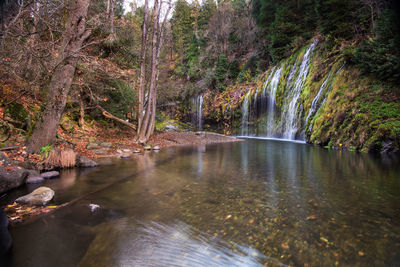 River flowing amidst trees in forest