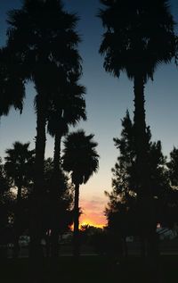 Silhouette trees against sky at night