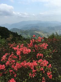 Pink flower blooming by mountains against sky