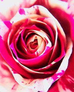 Macro shot of pink rose