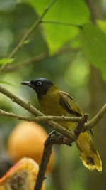 Close-up of bird perching on branch