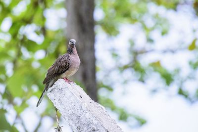 Low angle view of bird perching on tree