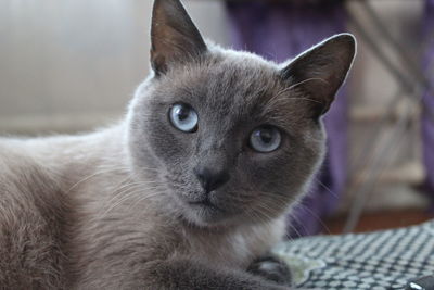 Close-up portrait of a cat