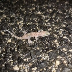 Close-up of lizard on rock