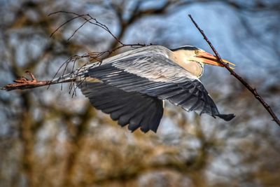 Close-up of a bird flying