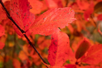 A beautiful red leaves of the aronia bush in autumn. bright natural pattern in the garden. 