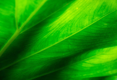 Full frame shot of green leaf