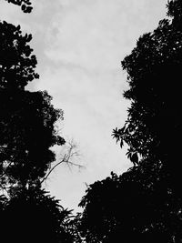 Low angle view of silhouette trees against sky