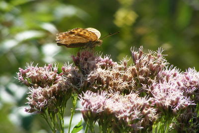 Close-up of butterfly pollinating on flower