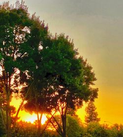Low angle view of trees against sky during sunset