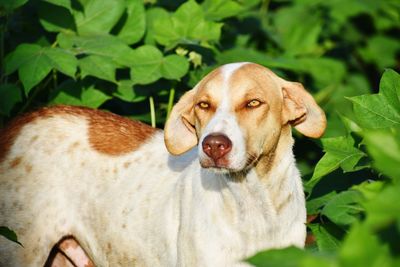 Close-up portrait of dog