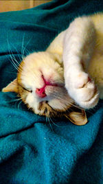 Close-up portrait of cat relaxing on bed