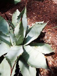 High angle view of succulent plant on field