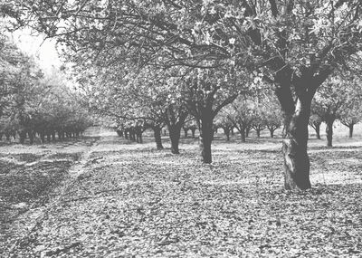 Trees in park