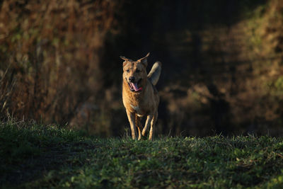 Dog standing on field