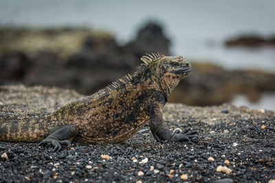 Close-up of marine iguana on rock formation